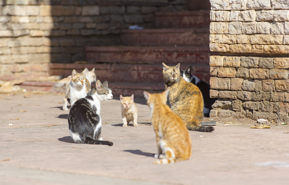 Animal activists protecting feral cats