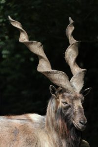 Trophy hunting the markhor is actually helping to save it from extinction