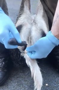Removing the bum from a deer