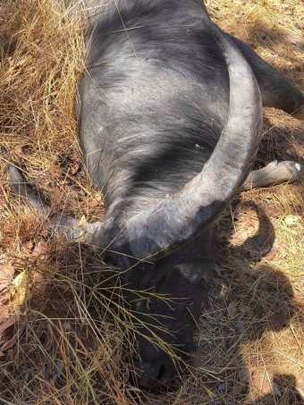 The water buffalo that attacked Danny Vanbrugh 