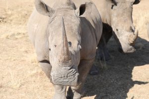 Do hunters kill endangered animals like these rare rhinoceros?