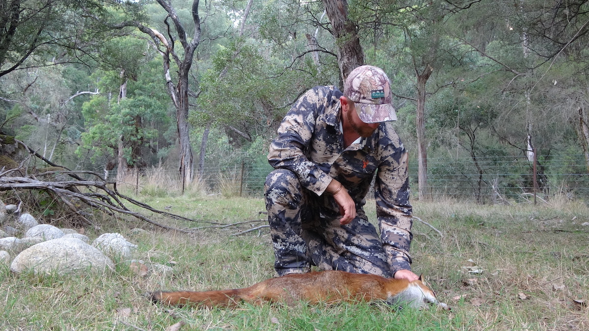 fox hunting in australia