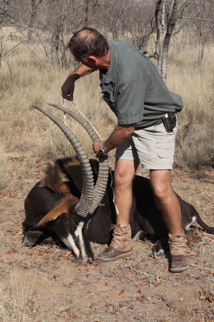 Professional Hunter measuring a sable