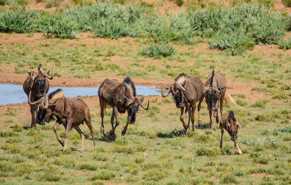  Black Wildebeest Herd