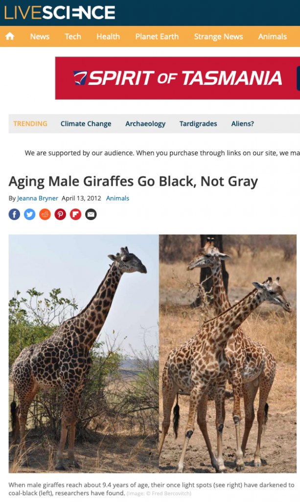 Giraffes go black as they age