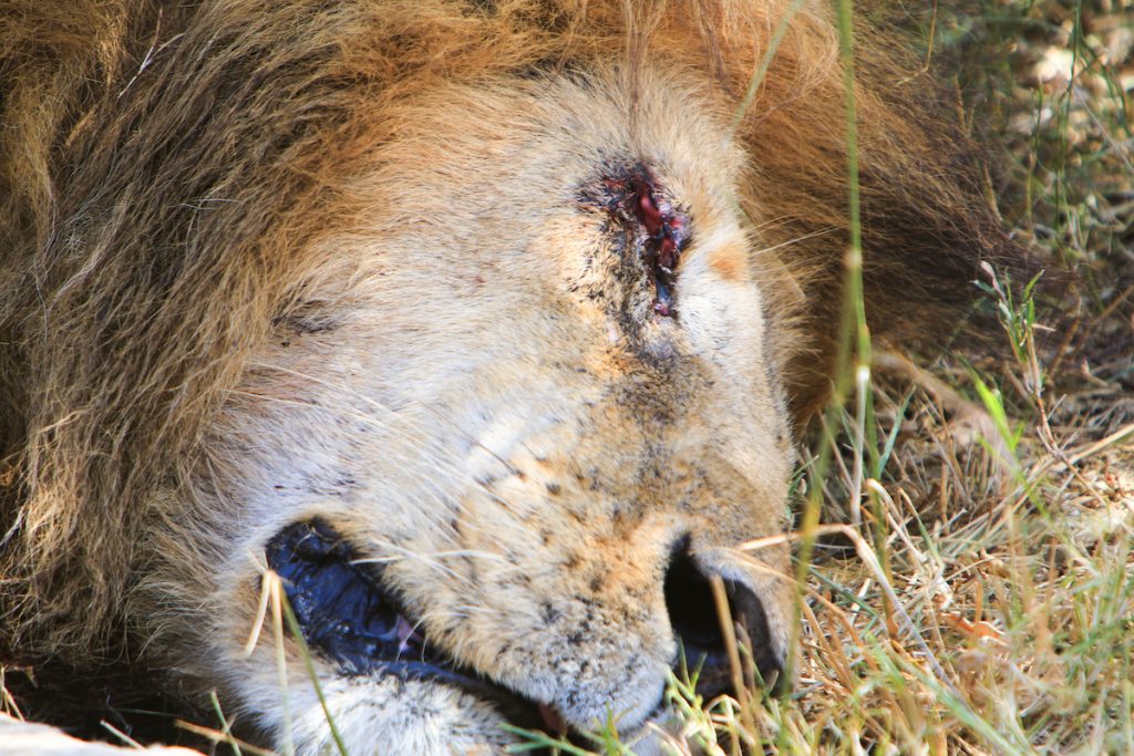 Injured lion
