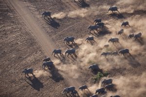 Common myths about hunting reflect how people view elephant populations