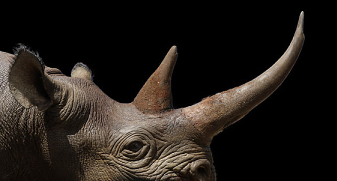 Rhinoceros for sale