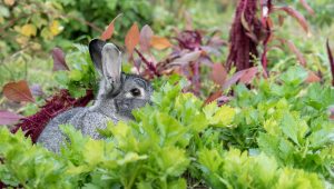 Many vegans believe humans don't need to hunt anymore, but this rabbit proves otherwise. 