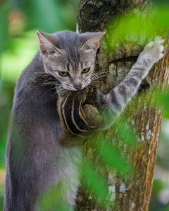 Feral cat up a tree