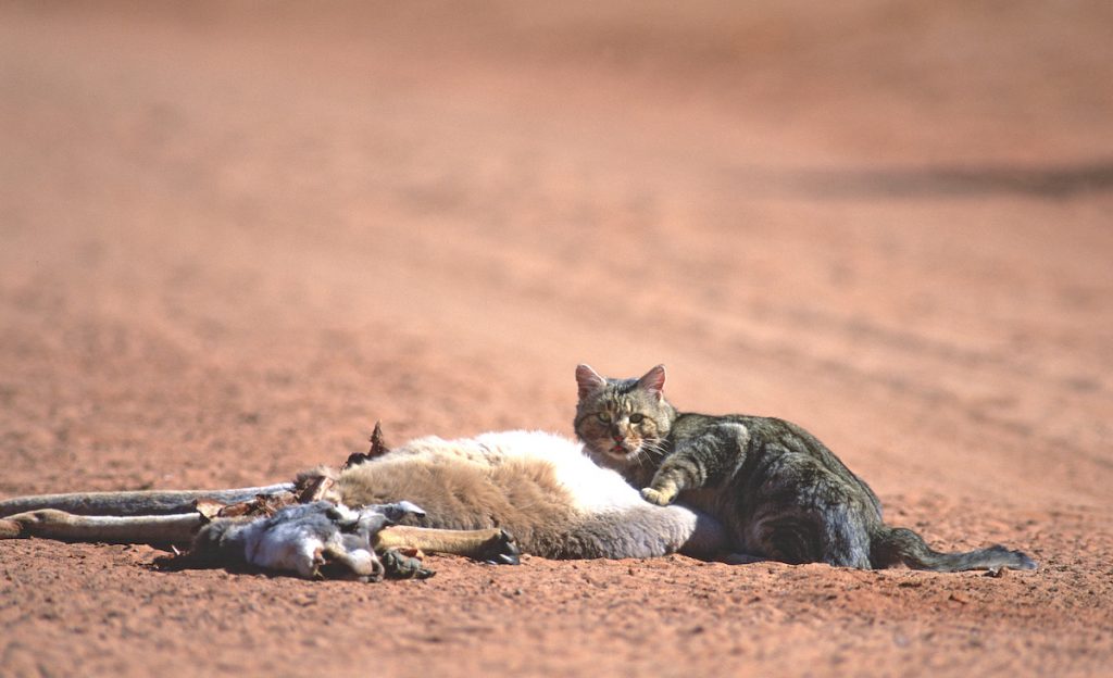 Feral cat feeding on native wildlife