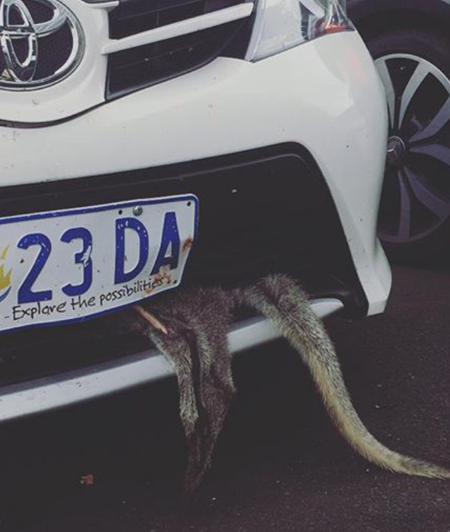 roadkill in Tasmania