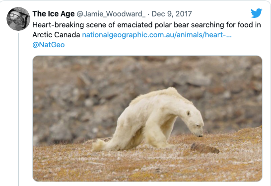 starving polar bear
