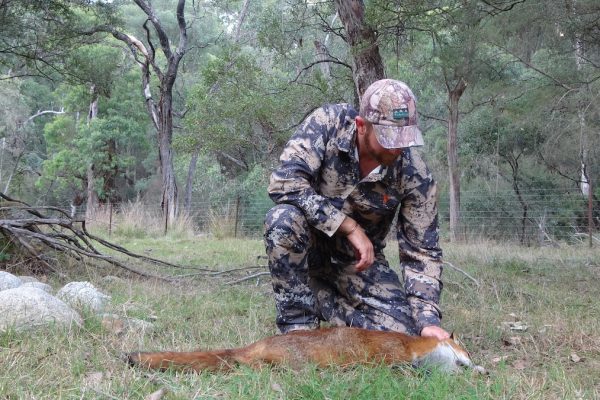 fox hunting in australia